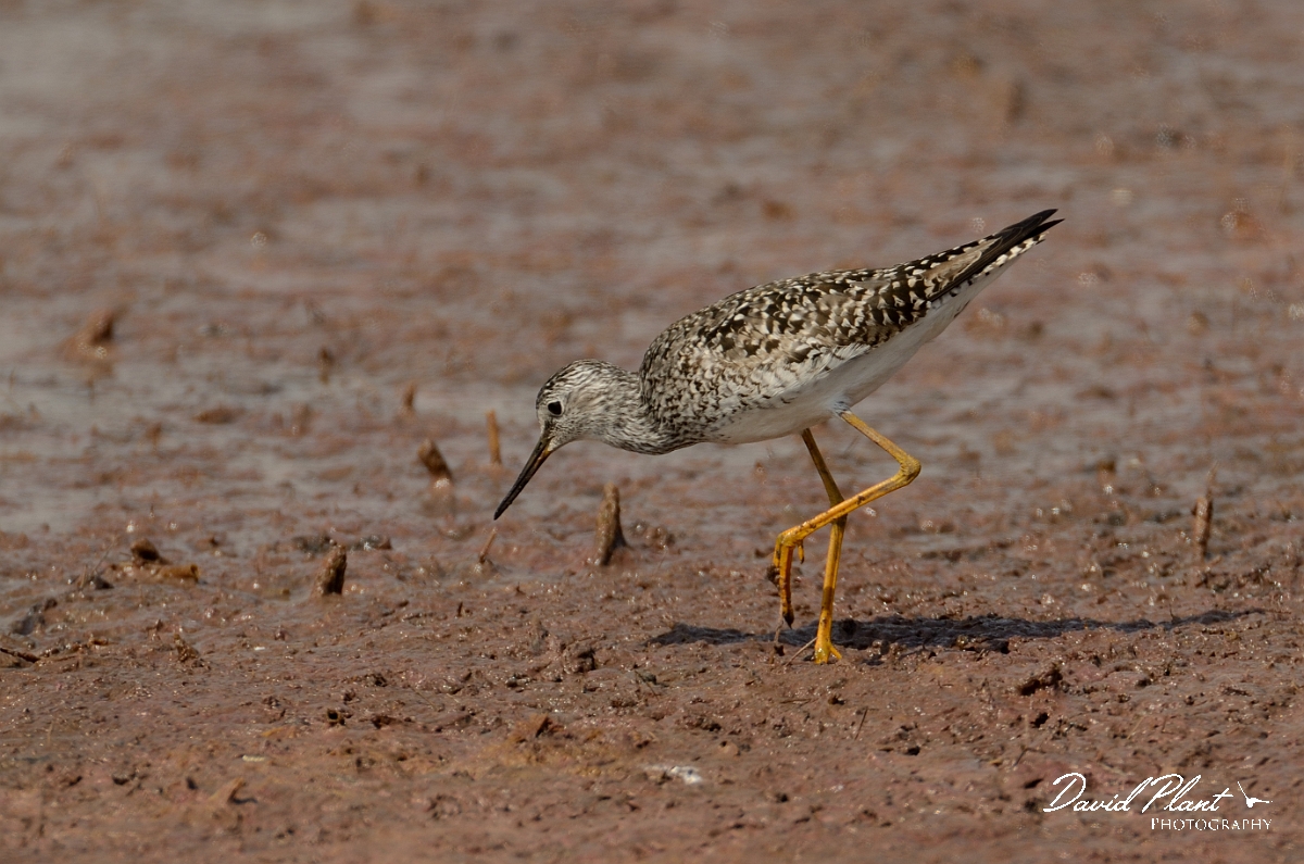 David Plant Photography - Wildlife Photography - Lesser yellowlegs - B.jpg - Lesser yellowlegs - Plum Island, MA