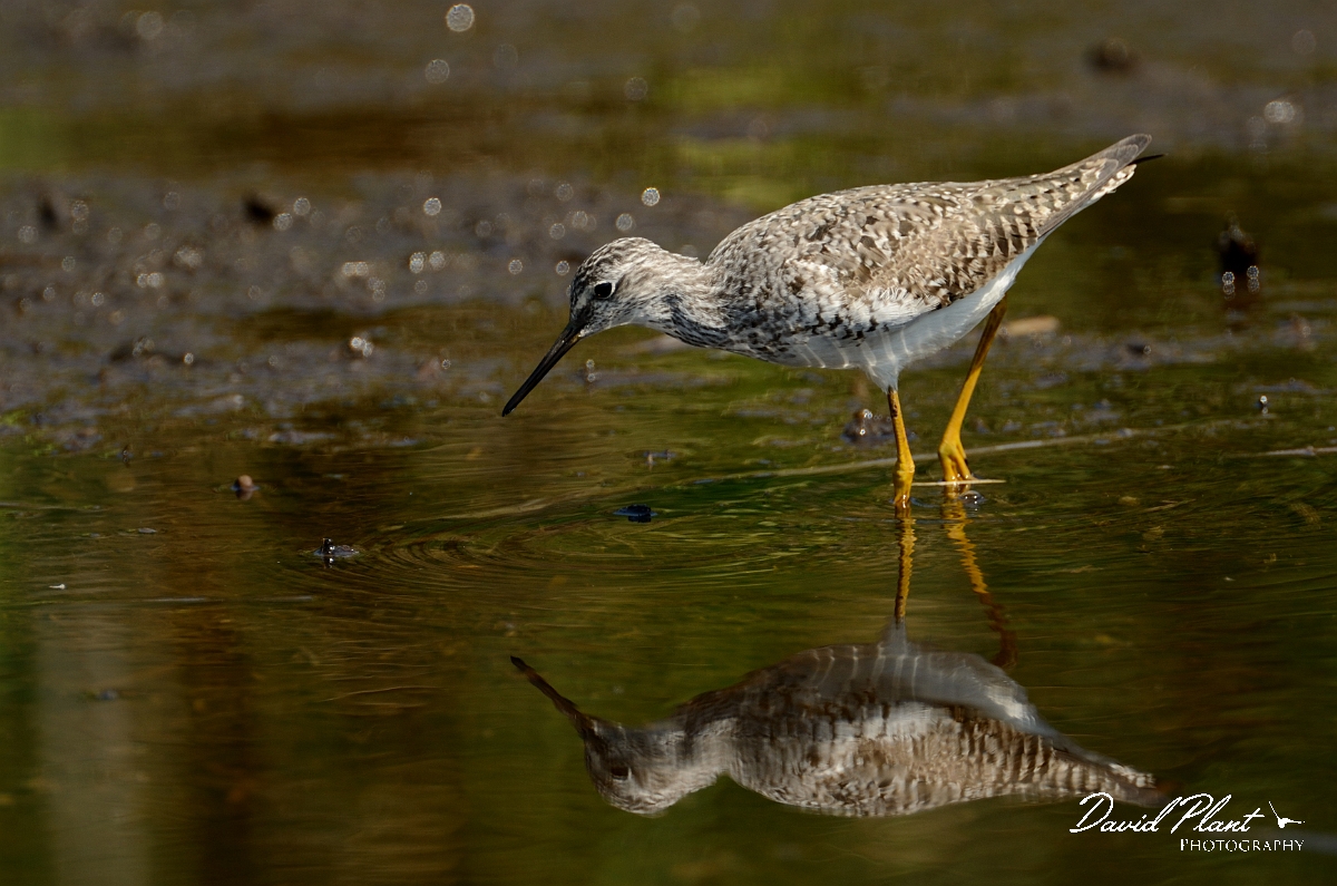 David Plant Photography - Wildlife Photography - Lesser yellowlegs - C.jpg - Lesser yellowlegs reflection - Plum Island, MA