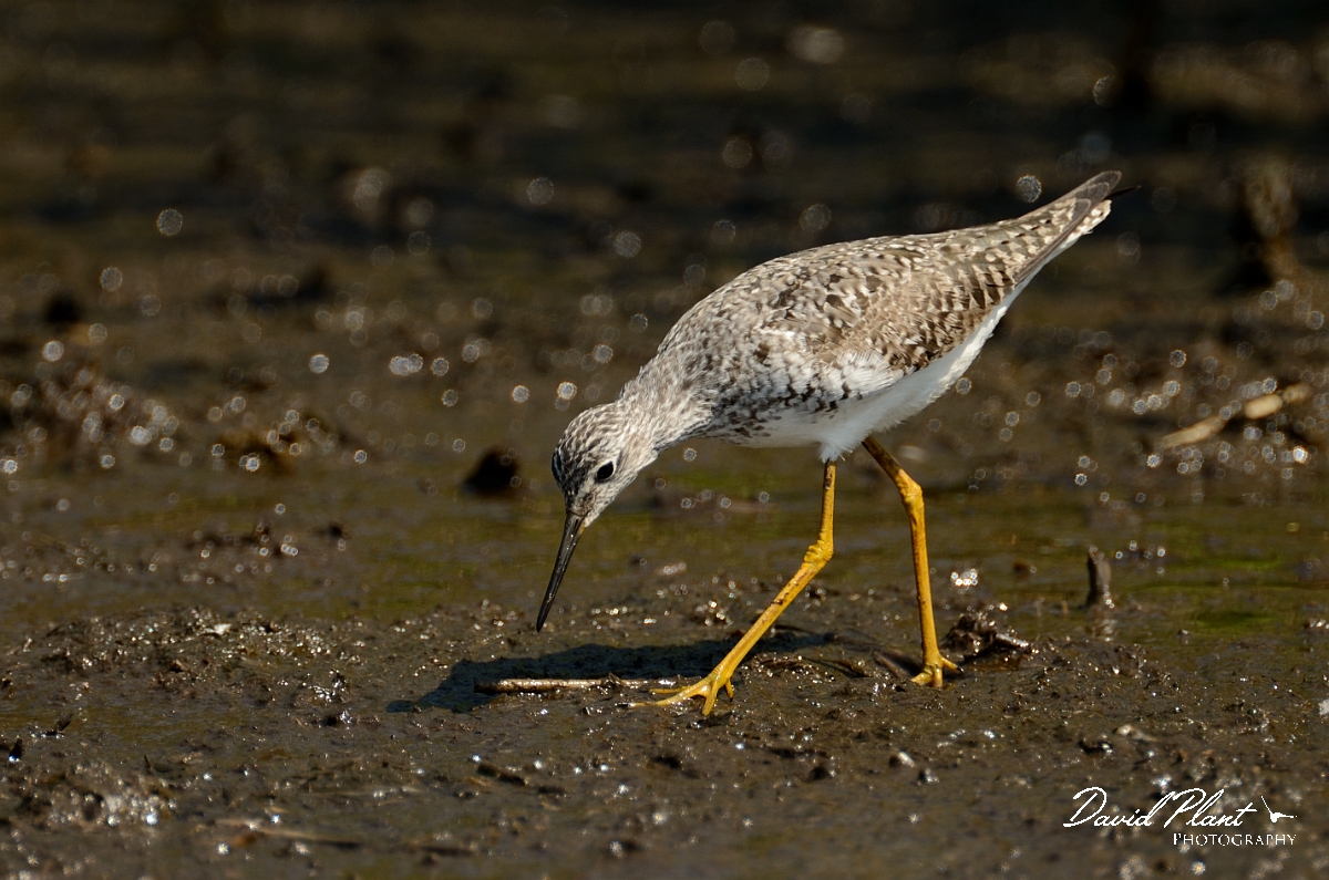 David Plant Photography - Wildlife Photography - Lesser yellowlegs - D.jpg - Lesser yellowlegs - Plum Island, MA