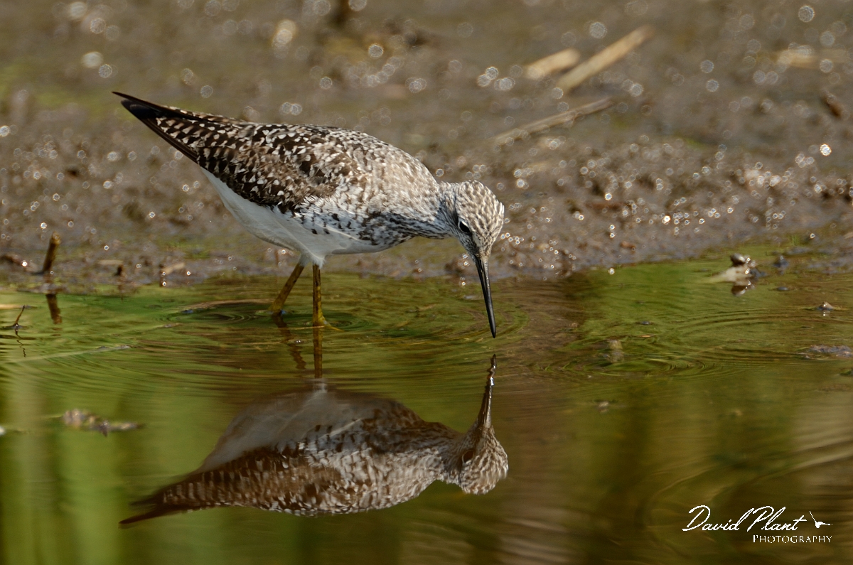 David Plant Photography - Wildlife Photography - Lesser yellowlegs - E.jpg - Lesser yellowlegs reflection - Plum Island, MA
