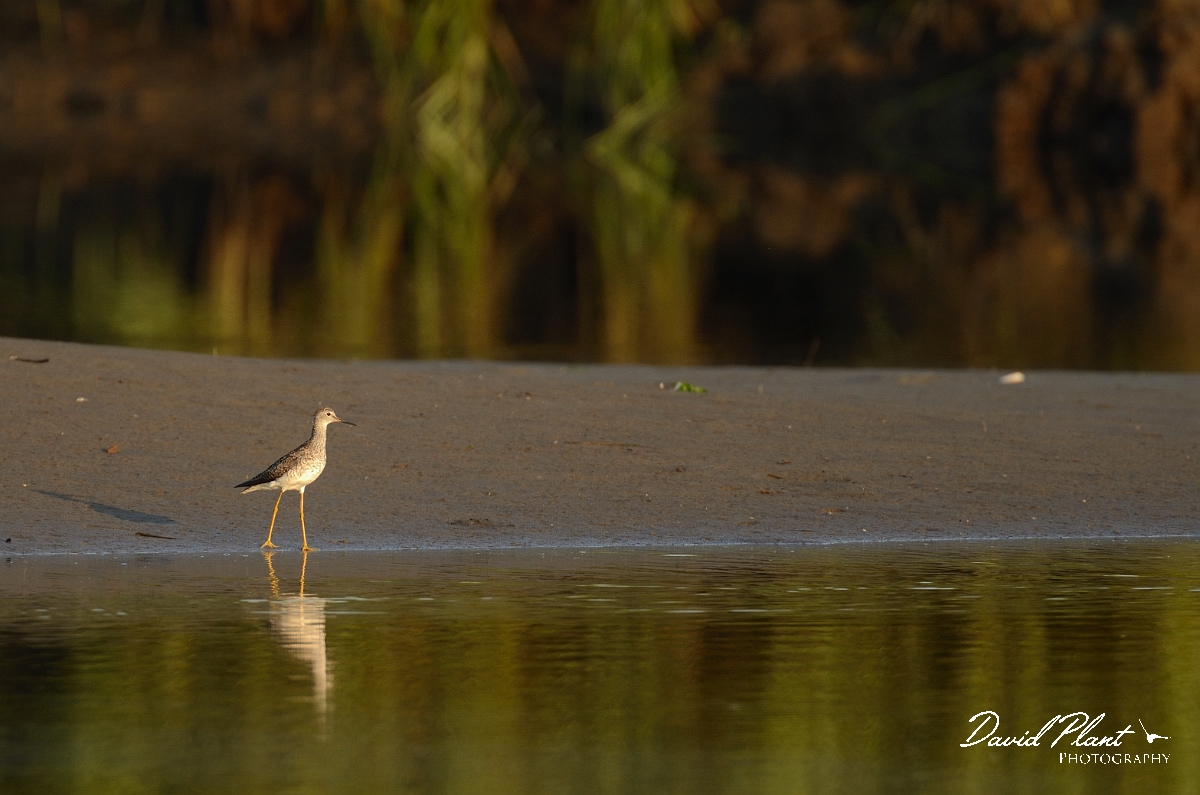 David Plant Photography - Wildlife Photography - Lesser yellowlegs - F.jpg - Lesser yellowlegs in morning light - Plum Island, MA