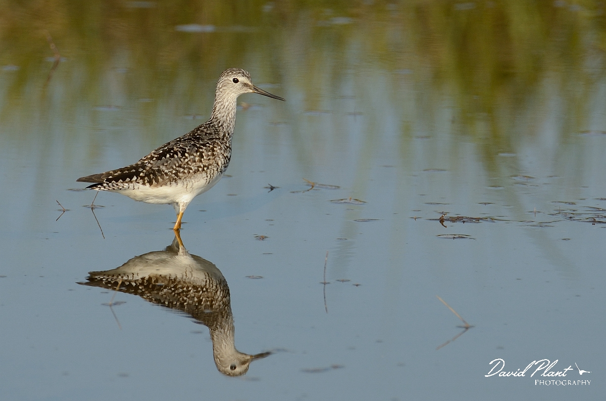 David Plant Photography - Wildlife Photography - Lesser yellowlegs - H.jpg - Lesser yellowlegs reflection - Plum Island, MA