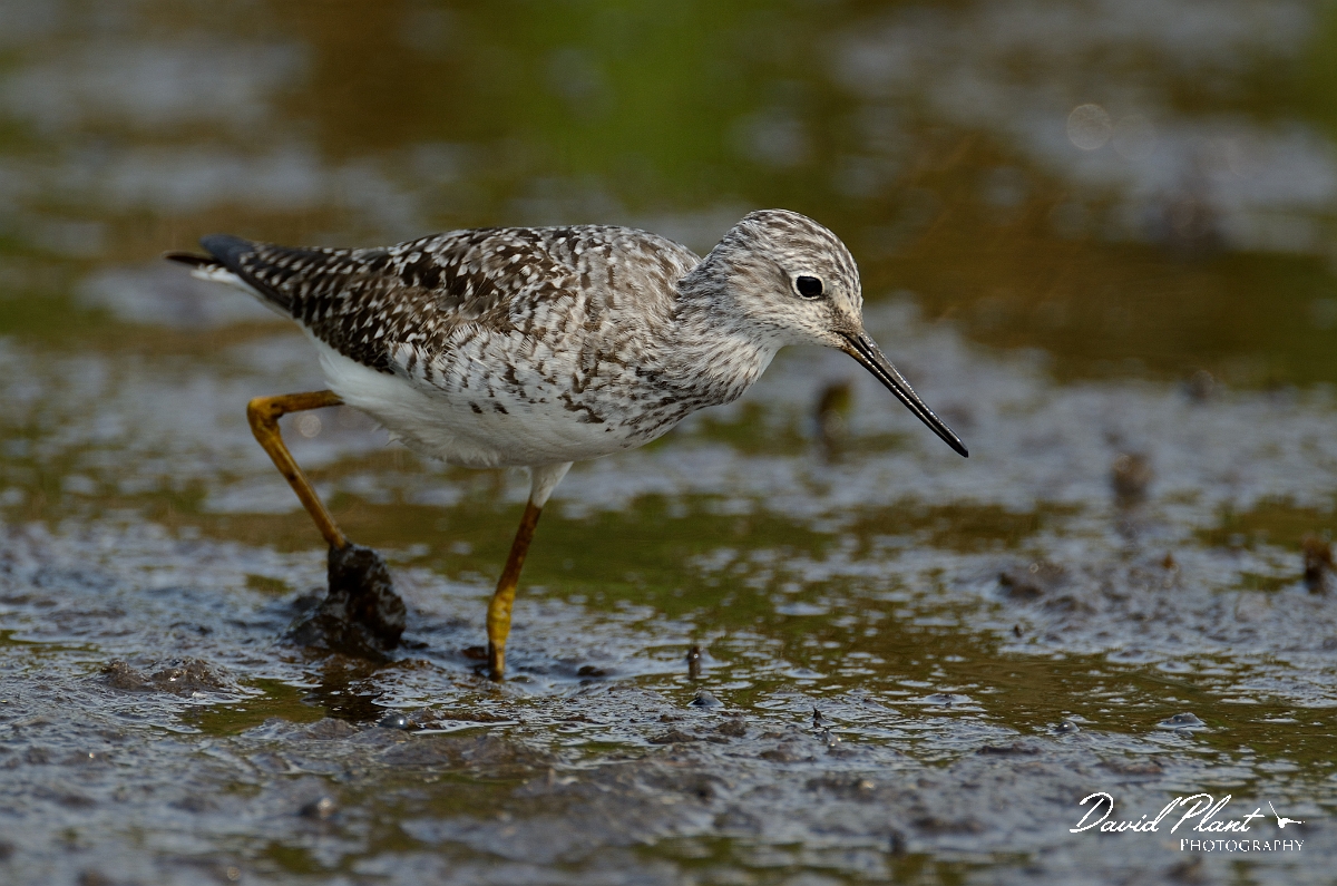 David Plant Photography - Wildlife Photography - Lesser yellowlegs - L.jpg - Lesser yellowlegs - Plum Island, MA