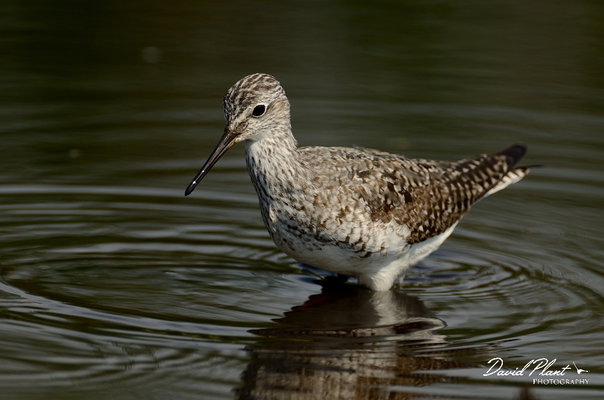 David Plant Photography - Wildlife Photography - Lesser yellowlegs - M.jpg - Lesser yellowlegs - Plum Island, MA