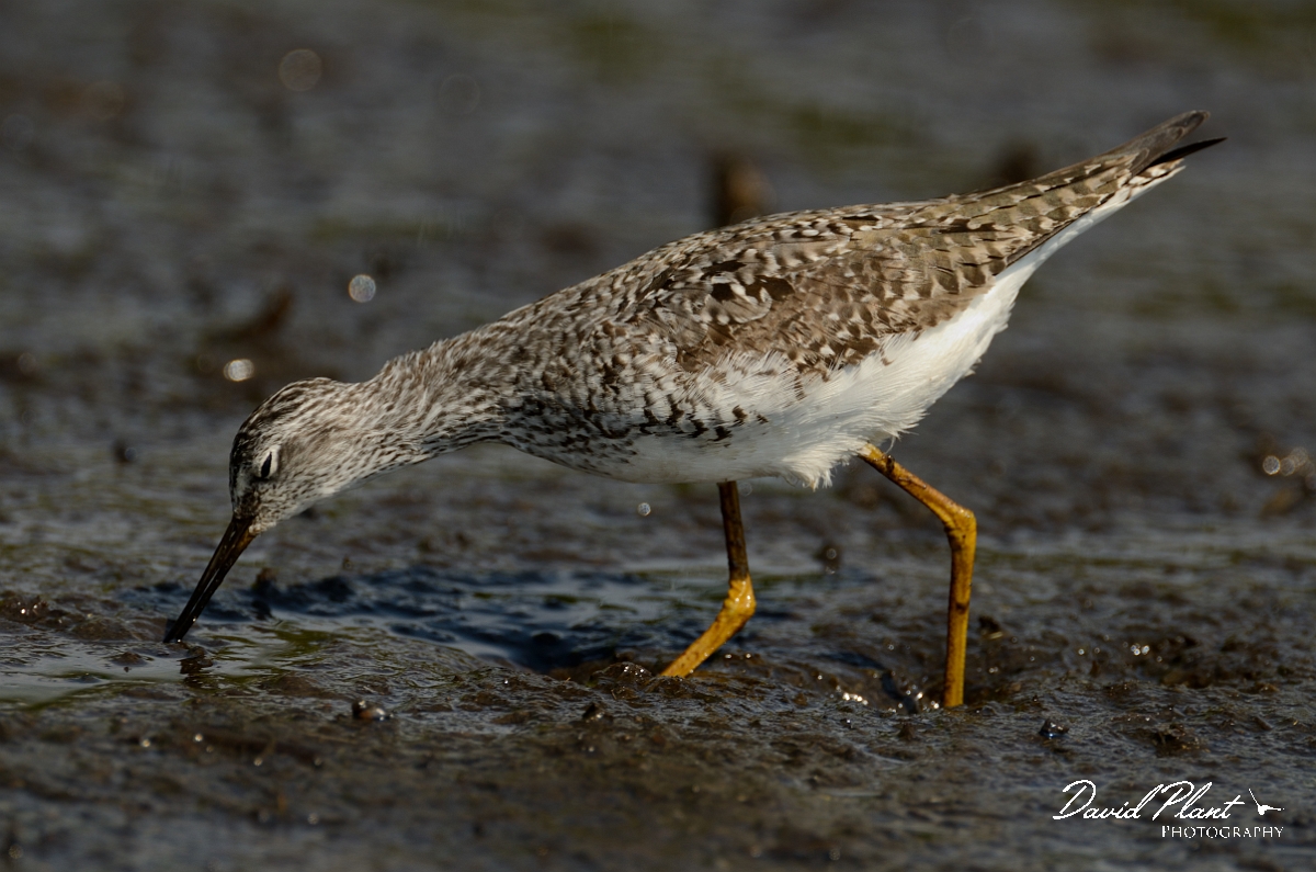 David Plant Photography - Wildlife Photography - Lesser yellowlegs - N.jpg - Lesser yellowlegs - Plum Island, MA