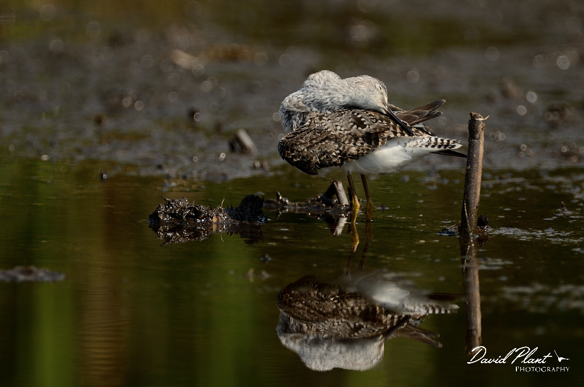 David Plant Photography - Wildlife Photography - Lesser yellowlegs - O.jpg - Lesser yellowlegs preening - Plum Island, MA