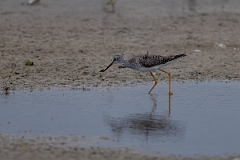 DPPhotography - Texas - Lesser yellowlegs - F