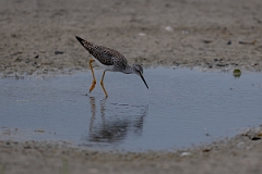 DPPhotography - Texas - Lesser yellowlegs - H