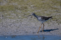DPPhotography - Texas - Lesser yellowlegs - M