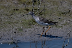 DPPhotography - Texas - Lesser yellowlegs - O
