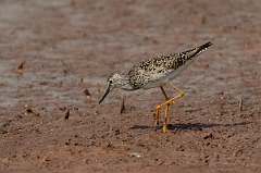 David Plant Photography - Wildlife Photography - Lesser yellowlegs - B