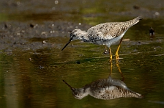 David Plant Photography - Wildlife Photography - Lesser yellowlegs - C
