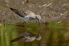 David Plant Photography - Wildlife Photography - Lesser yellowlegs - E