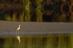 David Plant Photography - Wildlife Photography - Lesser yellowlegs - F
