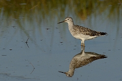 David Plant Photography - Wildlife Photography - Lesser yellowlegs - G