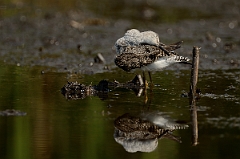 David Plant Photography - Wildlife Photography - Lesser yellowlegs - O