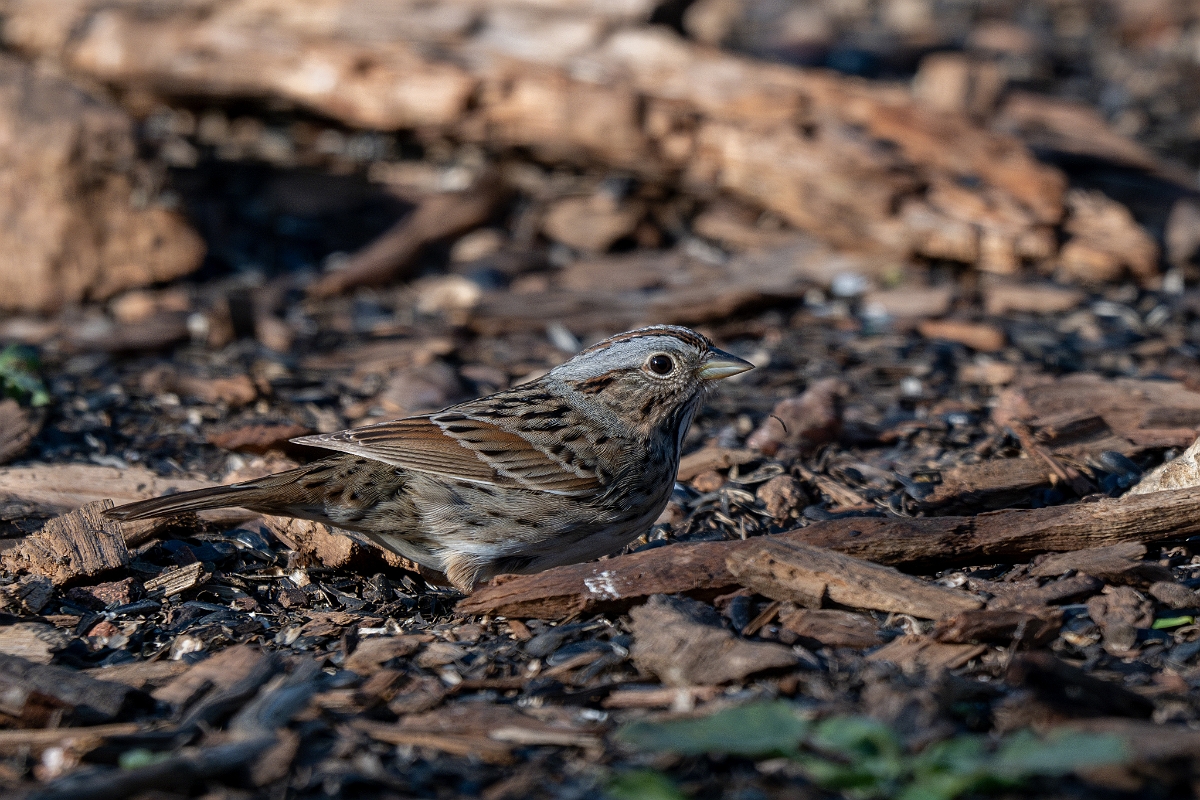 DPPhotography - Texas - Lincoln's sparrow - A.jpg - Lincoln's sparrow - Ink Lake State Park, Texas