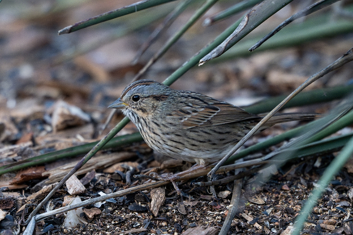 DPPhotography - Texas - Lincoln's sparrow - B.jpg - Lincoln's sparrow - Ink Lake State Park, Texas