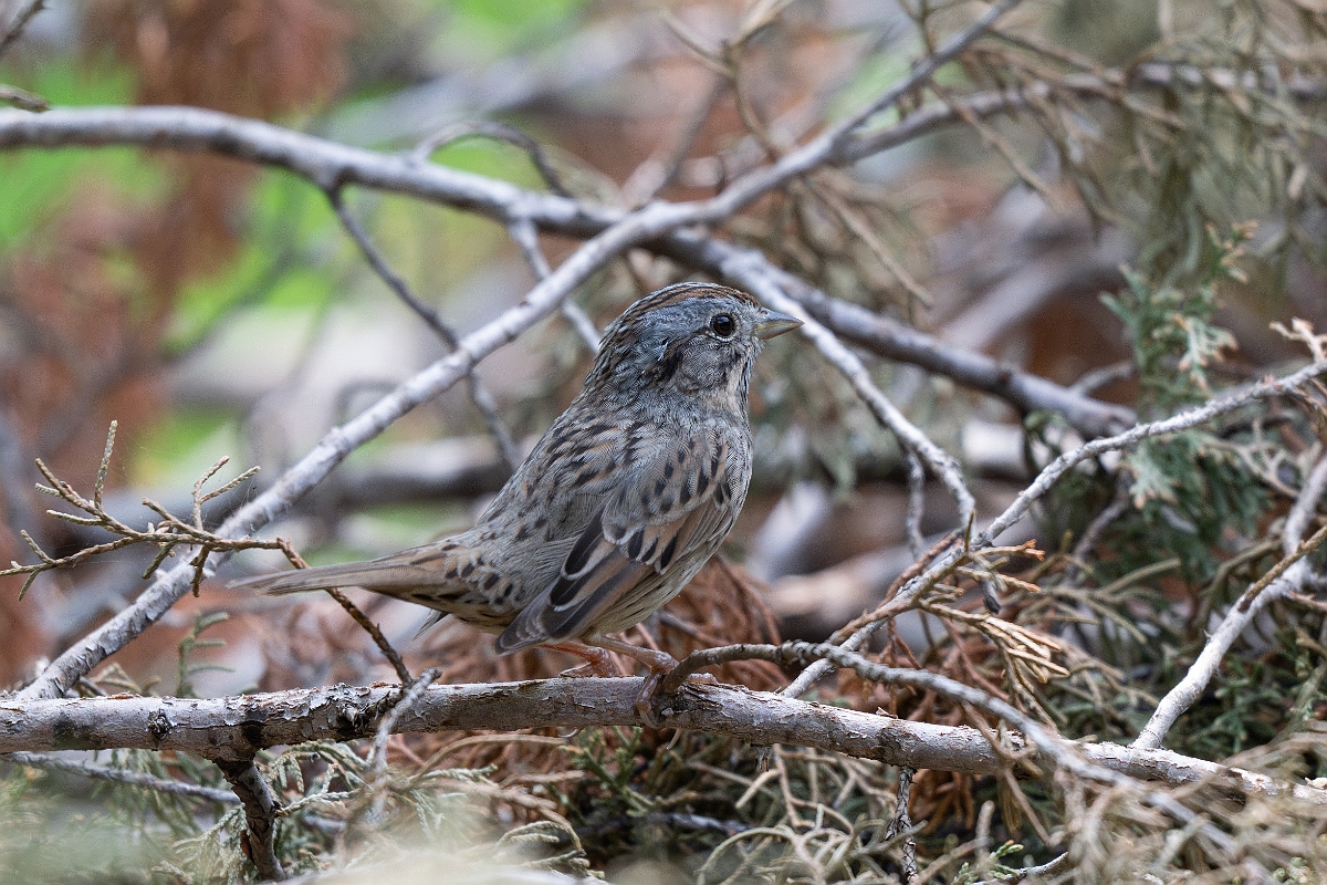 DPPhotography - Texas - Lincoln's sparrow - C.jpg - Lincoln's sparrow - Pedernales Falls State Park, Texas