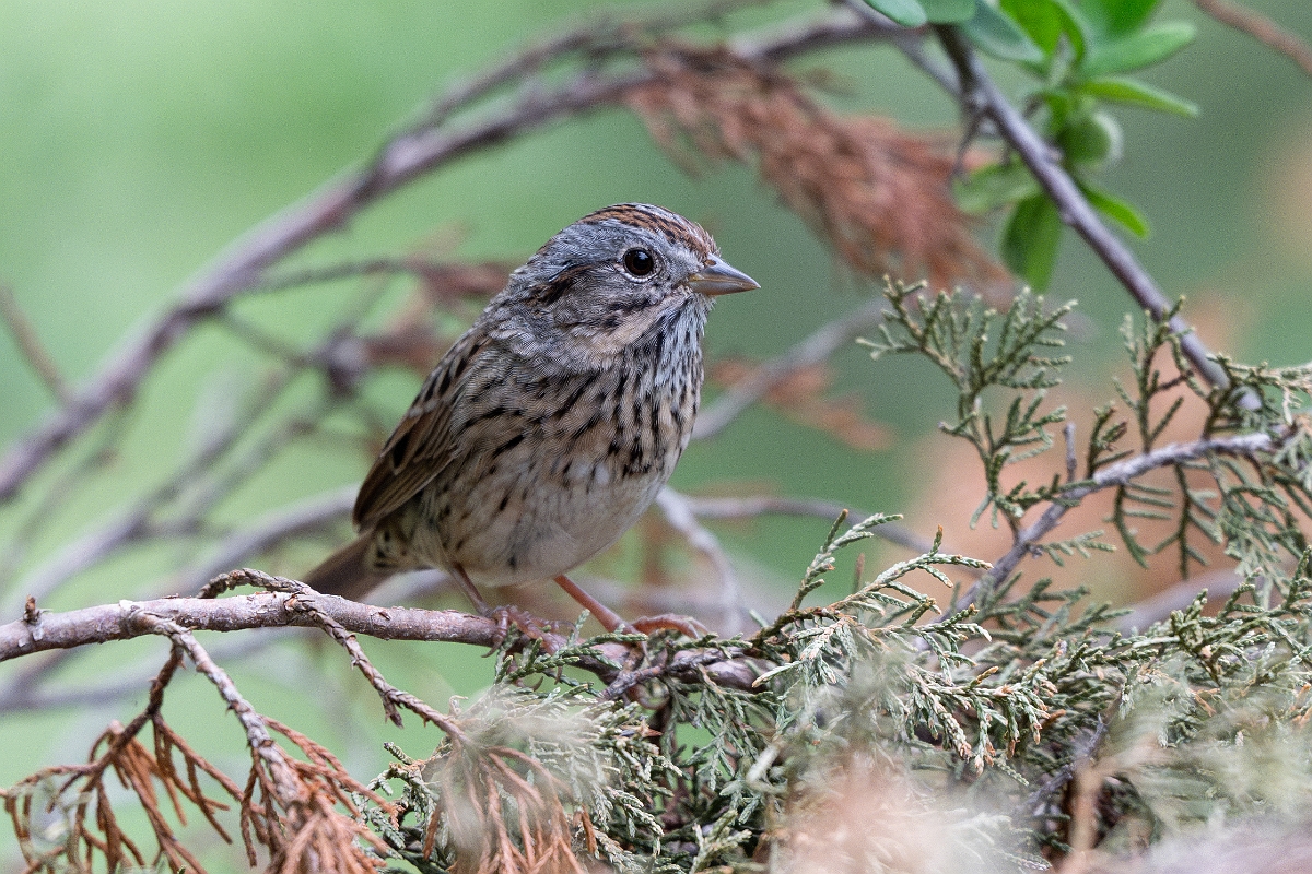 DPPhotography - Texas - Lincoln's sparrow - D.jpg - Lincoln's sparrow - Pedernales Falls State Park, Texas