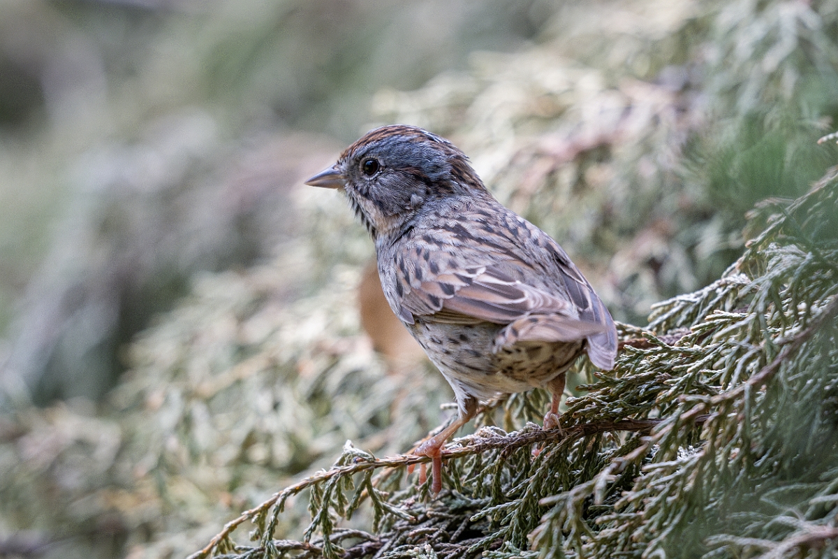 DPPhotography - Texas - Lincoln's sparrow - E.jpg - Lincoln's sparrow - Pedernales Falls State Park, Texas