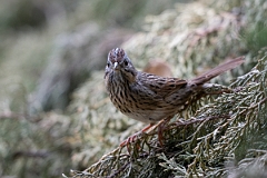 DPPhotography - Texas - Lincoln's sparrow - F