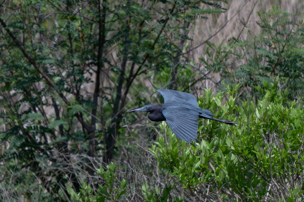 DPPhotography - Texas - Little blue heron - A.jpg - Little blue heron - Aransas NWR, Texas