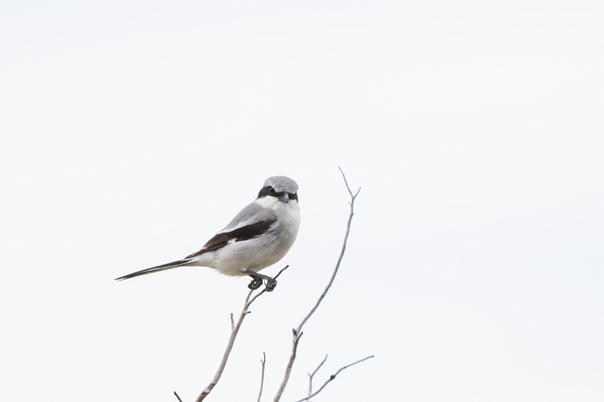 DPPhotography - Texas - Loggerhead shrike - A.jpg - Loggerhead shrike - Ink Lake State Park, Texas