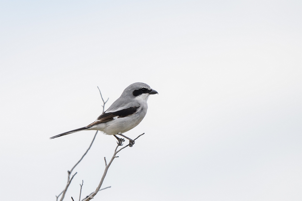 DPPhotography - Texas - Loggerhead shrike - C.jpg - Loggerhead shrike - Ink Lake State Park, Texas