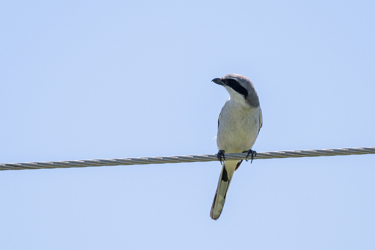 DPPhotography - Texas - Loggerhead shrike - D.jpg - Loggerhead shrike - Sandia, Texas