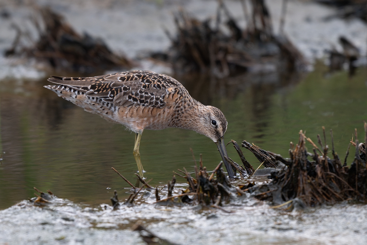 DPPhotography - Texas - Long-billed dowitcher - A.jpg - Long-billed dowitcher - Bolivar Flats, Bolivar Peninsula, Texas