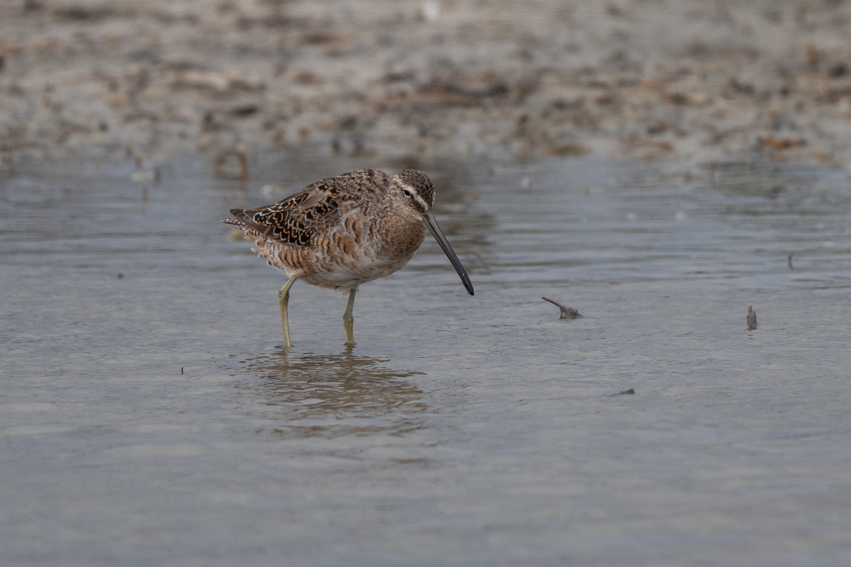 DPPhotography - Texas - Long-billed dowitcher - G.jpg - Long-billed dowitcher - Redfish Bay Causeway, Texas