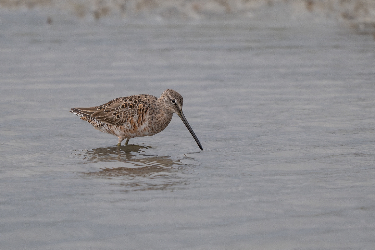 DPPhotography - Texas - Long-billed dowitcher - H.jpg - Long-billed dowitcher - Redfish Bay Causeway, Texas