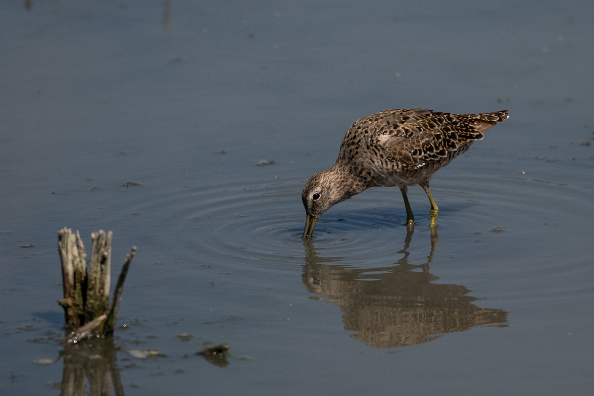 DPPhotography - Texas - Long-billed dowitcher - I.jpg - Long-billed dowitcher - Santa Ana NWR, Texas