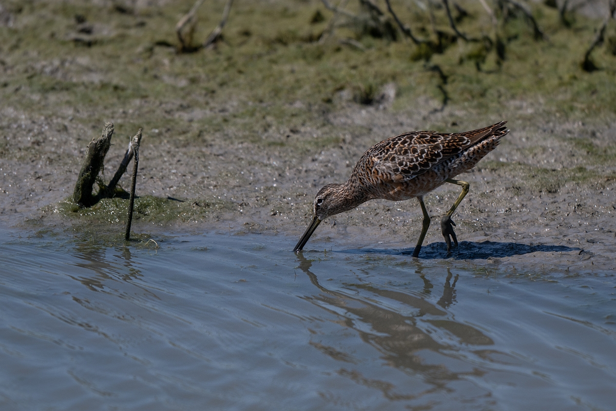 DPPhotography - Texas - Long-billed dowitcher - K.jpg - Long-billed dowitcher - Santa Ana NWR, Texas
