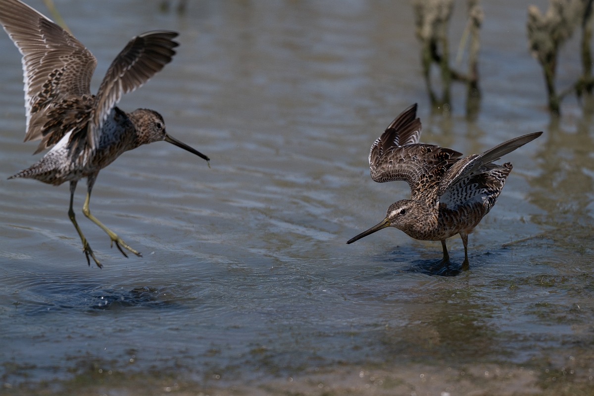 DPPhotography - Texas - Long-billed dowitcher - L.jpg - Long-billed dowitcher - Santa Ana NWR, Texas