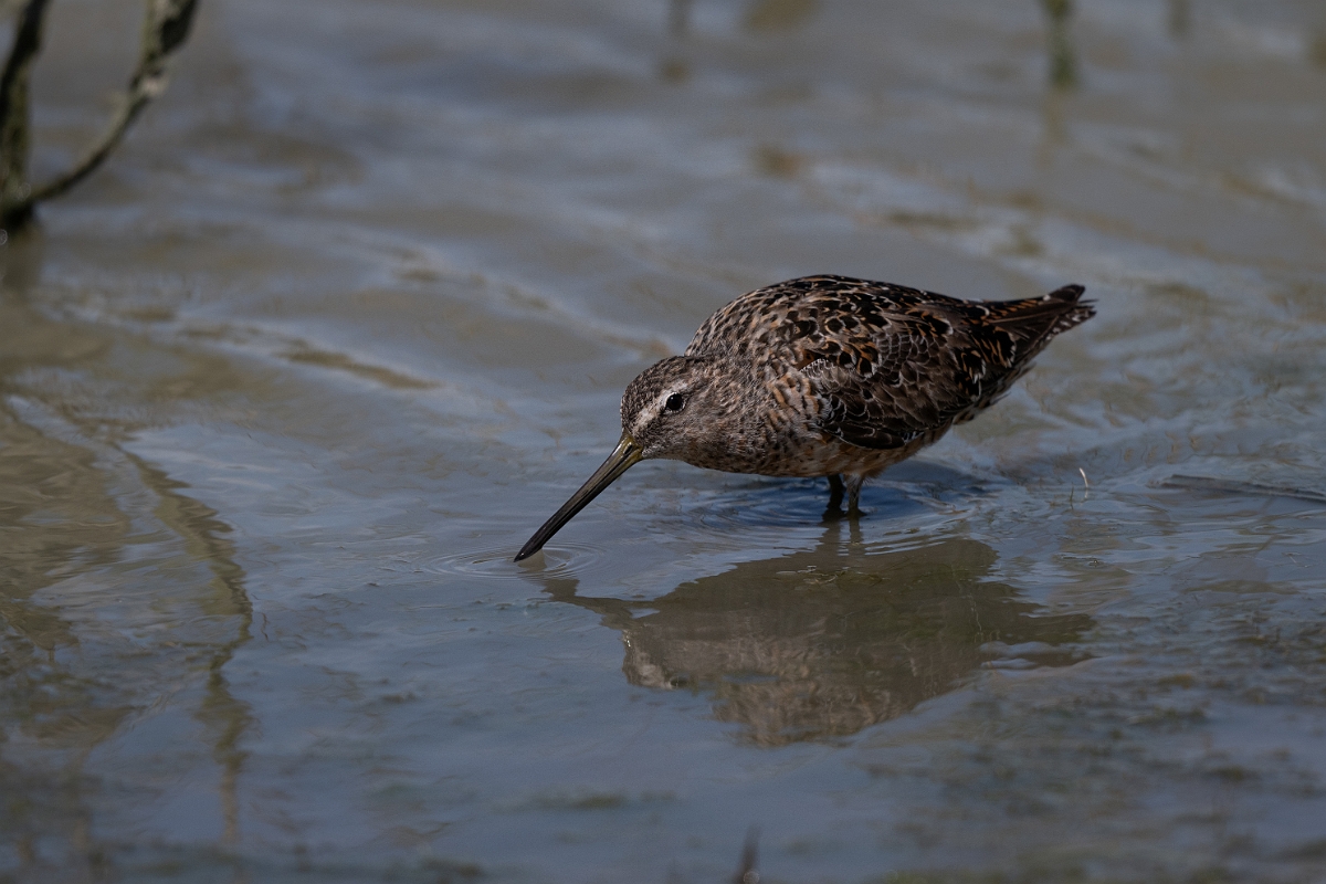 DPPhotography - Texas - Long-billed dowitcher - M.jpg - Long-billed dowitcher - Santa Ana NWR, Texas