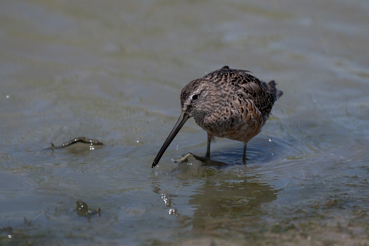 DPPhotography - Texas - Long-billed dowitcher - O.jpg - Long-billed dowitcher - Santa Ana NWR, Texas