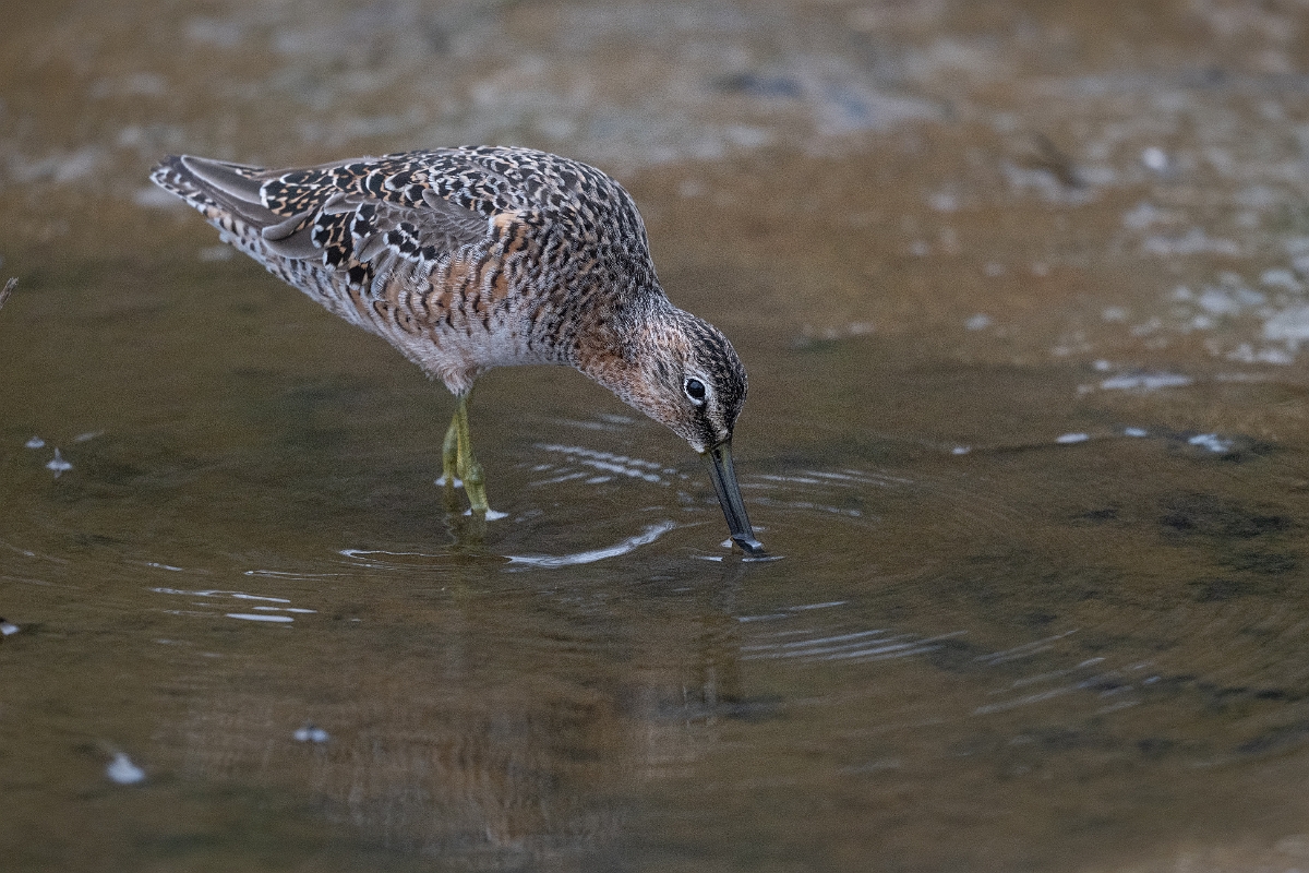 DPPhotography - Texas - Long-billed dowitcher - R.jpg - Long-billed dowitcher - Bolivar Flats, Bolivar Peninsula, Texas
