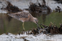 DPPhotography - Texas - Long-billed dowitcher - A