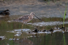 DPPhotography - Texas - Long-billed dowitcher - B