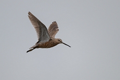 DPPhotography - Texas - Long-billed dowitcher - C