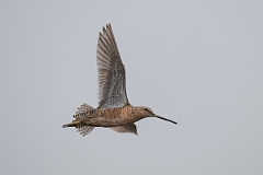 DPPhotography - Texas - Long-billed dowitcher - D