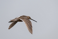 DPPhotography - Texas - Long-billed dowitcher - E