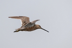 DPPhotography - Texas - Long-billed dowitcher - F
