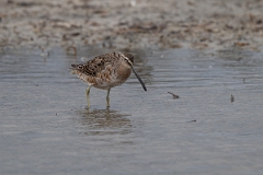 DPPhotography - Texas - Long-billed dowitcher - G