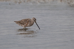 DPPhotography - Texas - Long-billed dowitcher - H