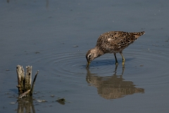 DPPhotography - Texas - Long-billed dowitcher - I