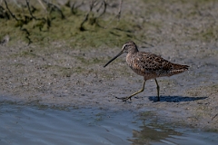 DPPhotography - Texas - Long-billed dowitcher - J