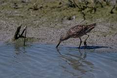 DPPhotography - Texas - Long-billed dowitcher - K